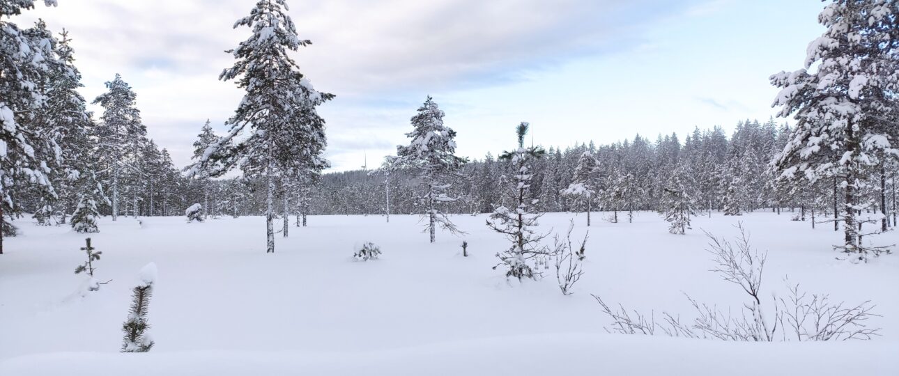 Lupinus Ruotsin ralli